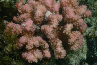 corail framboise Pocilloporidae