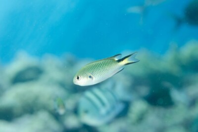 demoiselle de Richardson Pomacentridae