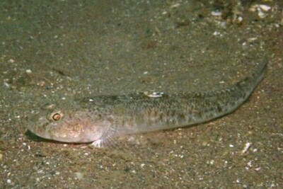 Pomatoschistus minutus Gobiidae