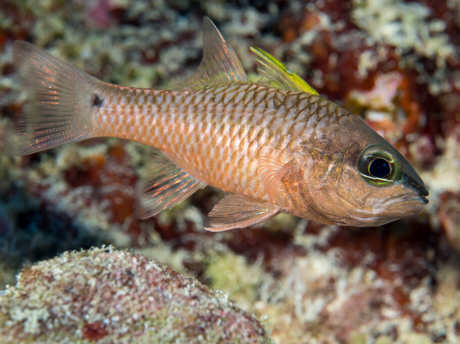Pristiapogon kallopterus