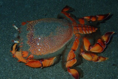 Espèce : Ranina ranina