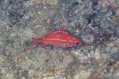 Sargocentron punctatissimum Holocentridae
