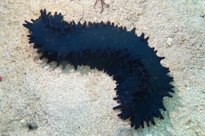 holothurie verte Stichopodidae