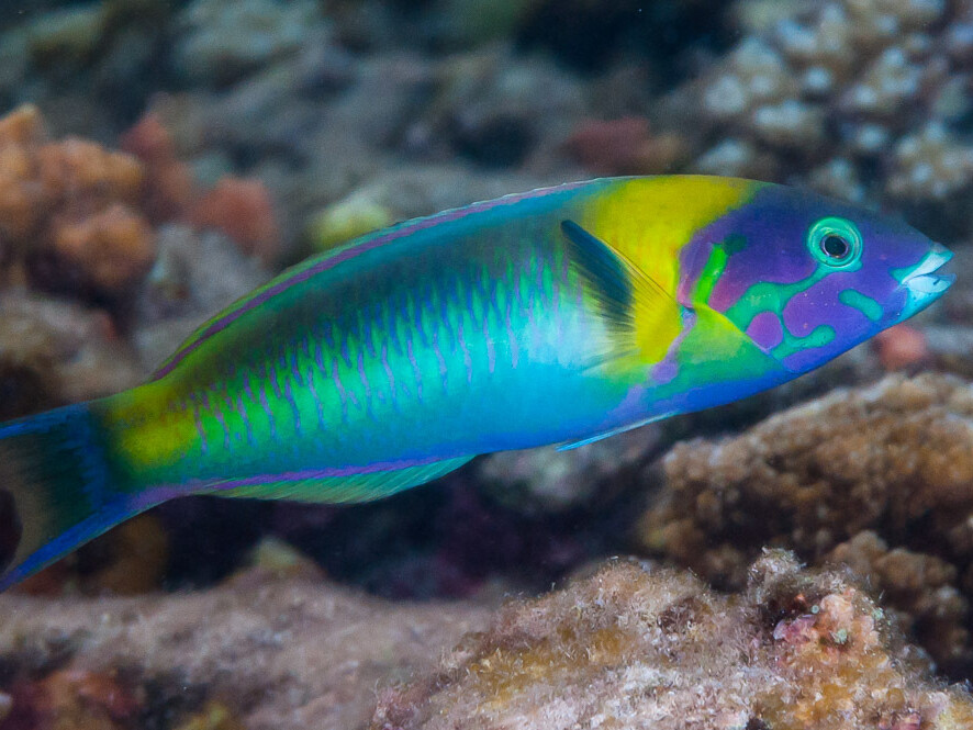 Thalassoma genivittatum