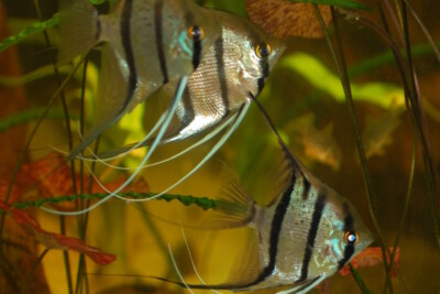 scalaire altum Cichlidae