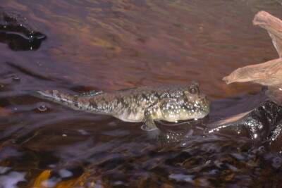 Periophthalmus barbarus Gobiidae
