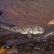 picture of Periophthalmus barbarus