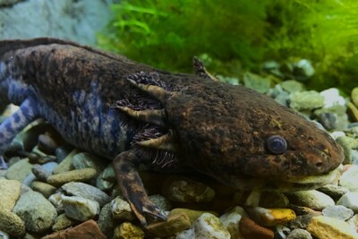 Ambystoma andersoni Ambystomatidae