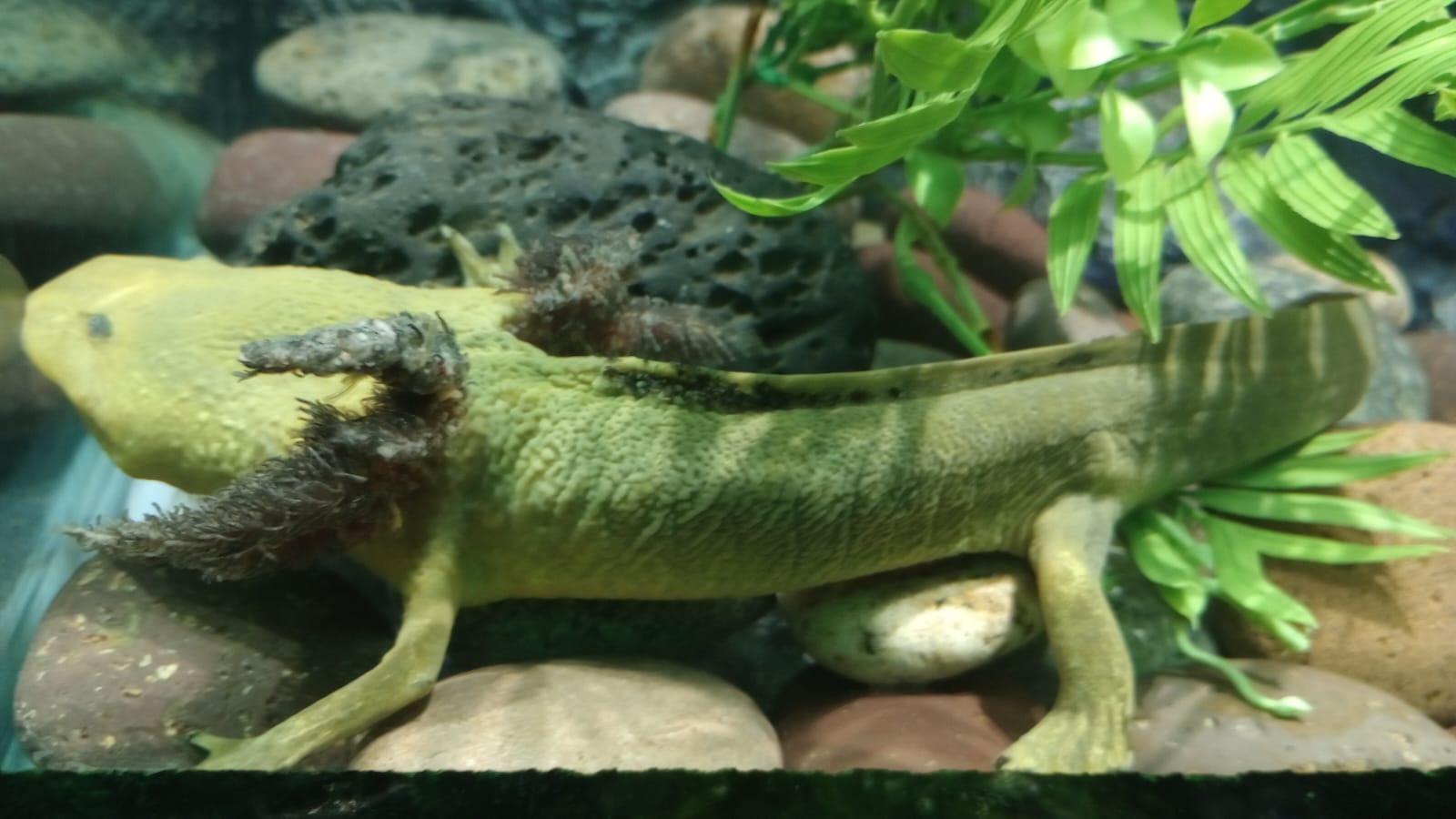 Ambystoma dumerilii