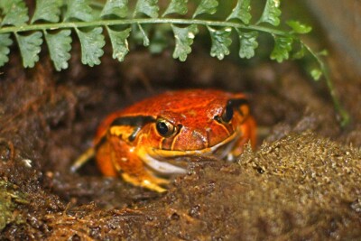 Dyscophus guineti Microhylidae