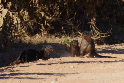 lontra neotropicale Mustelidae