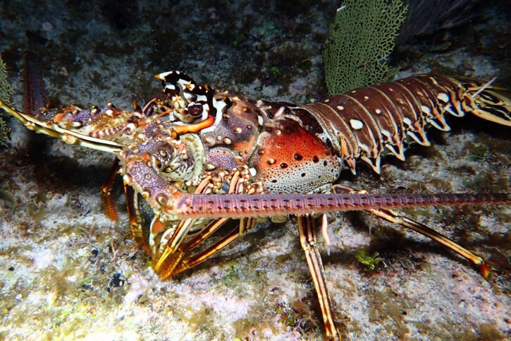 Panulirus argus