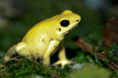 dendrobate dorato Dendrobatidae