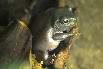 Espèce : Australian green treefrog