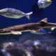 picture of Scyliorhinus canicula