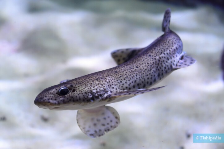 Scyliorhinus canicula