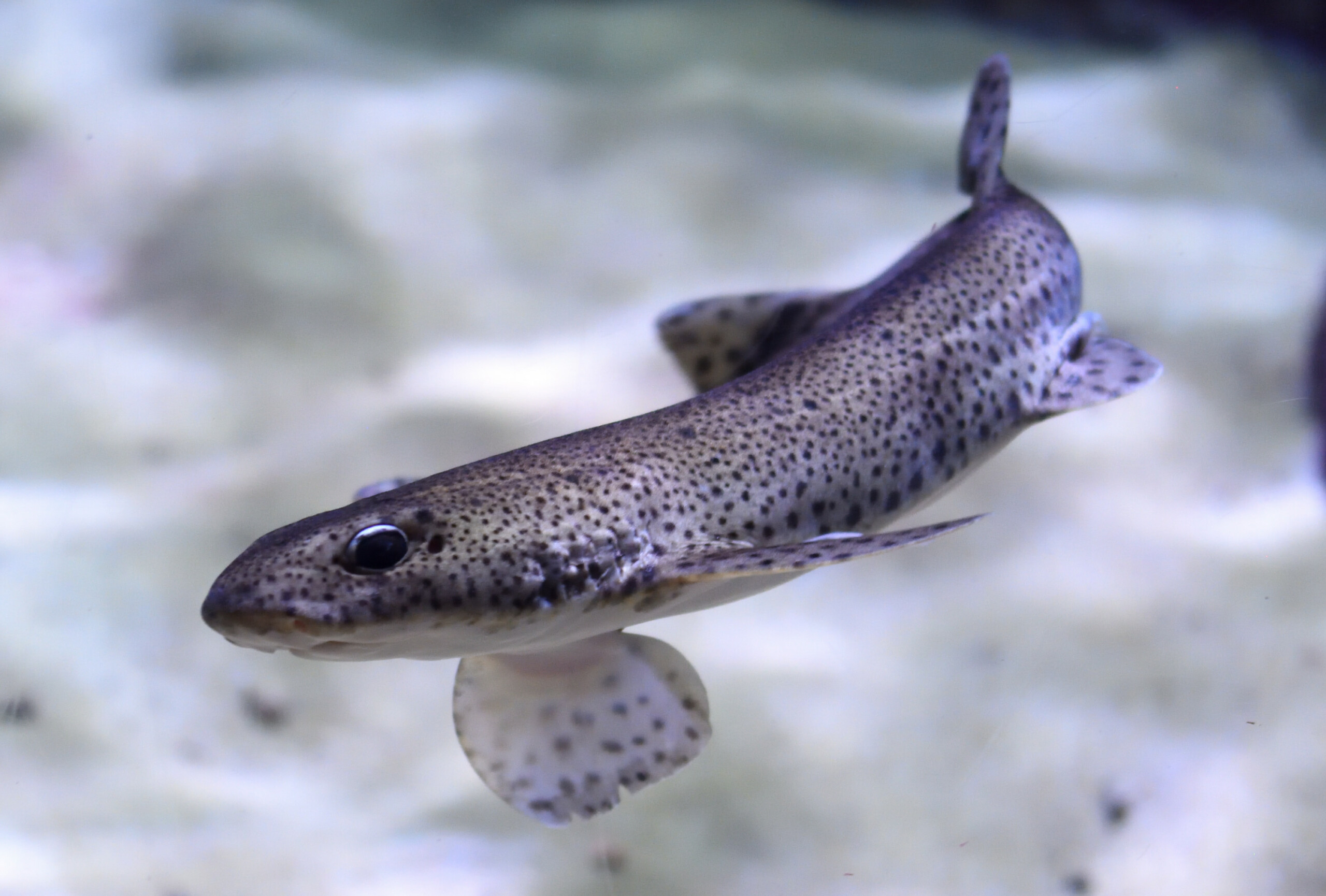 Scyliorhinus canicula