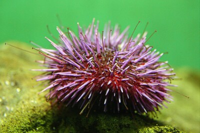 Strongylocentrotus purpuratus Strongylocentrotidae