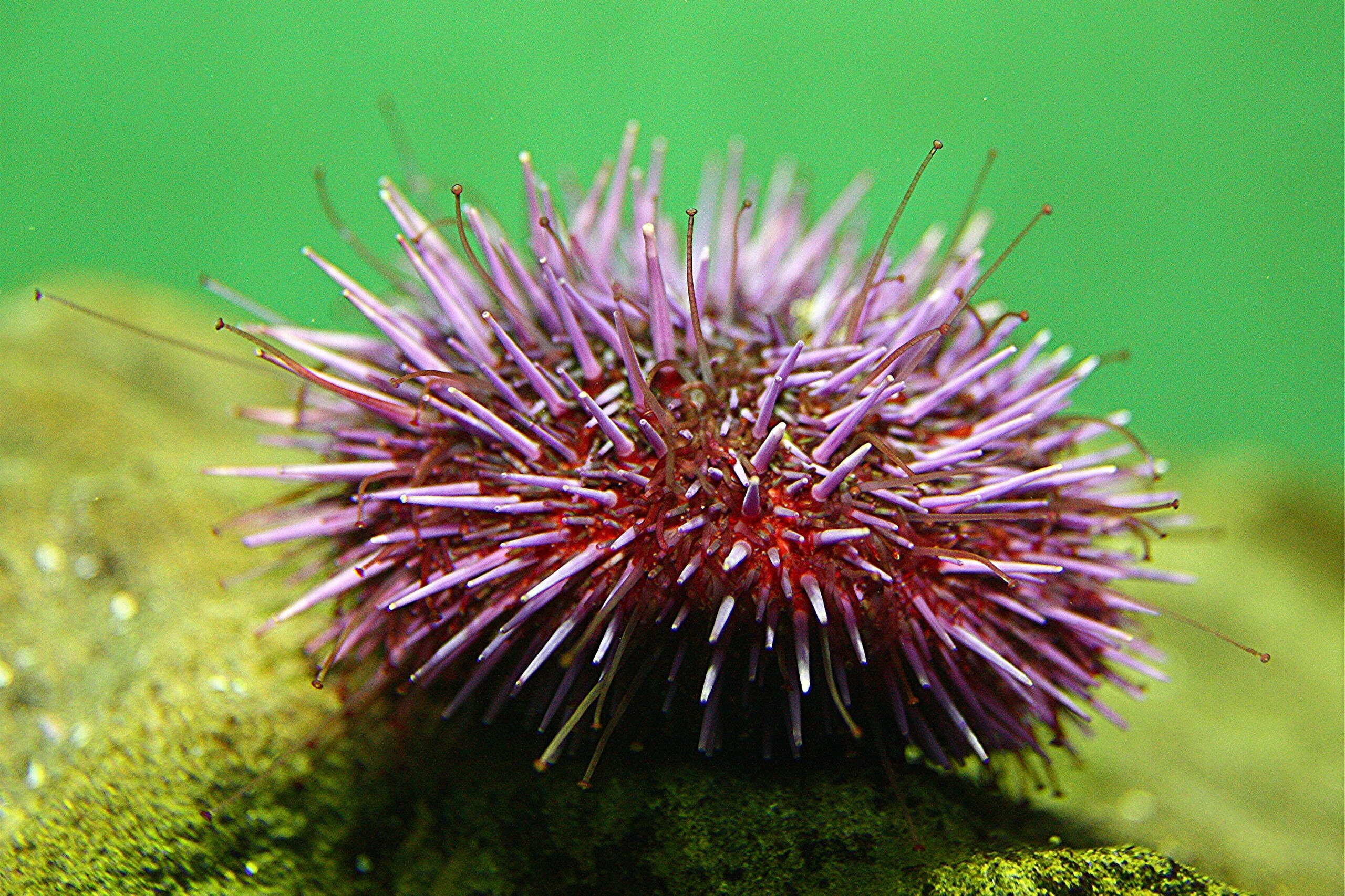 Strongylocentrotus purpuratus