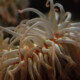 picture of Urticina lofotensis