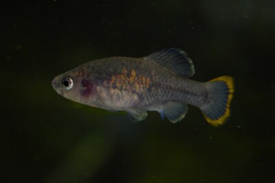 poisson téquila Goodeidae