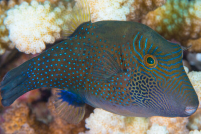 Canthigaster amboinensis Tetraodontidae