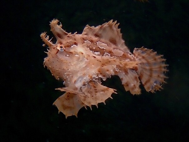 Histrio histrio