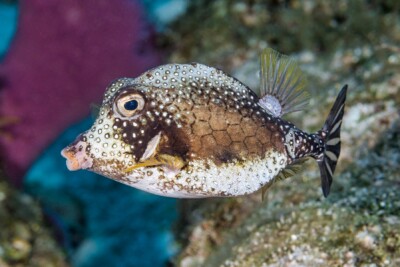 coffre baguette Ostraciidae