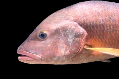 Lutjanus campechanus Lutjanidae