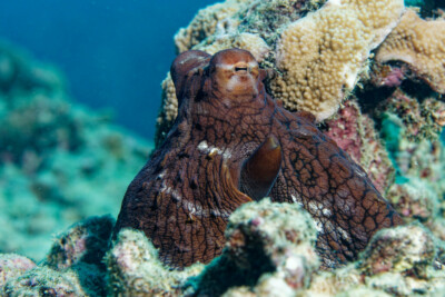 Octopus cyanea Octopodidae