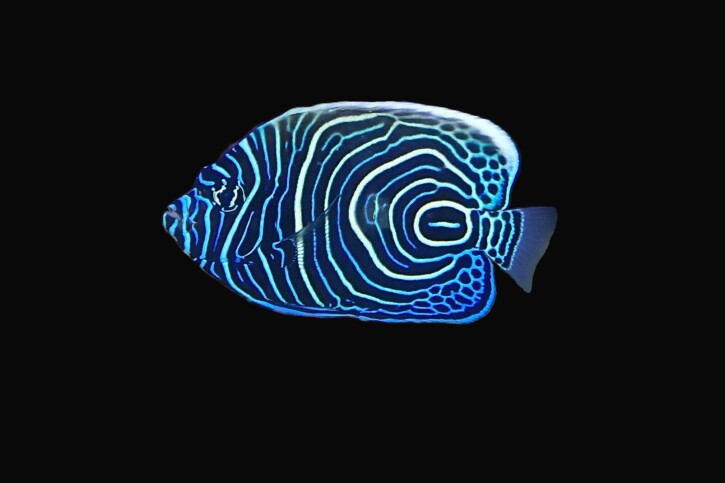 Pomacanthus imperator