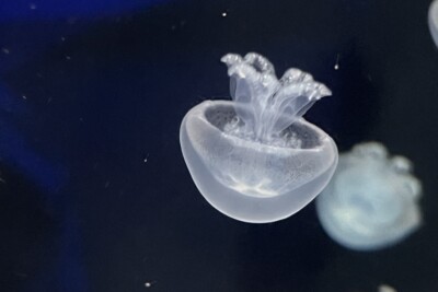 Espèce : Stomolophus meleagris