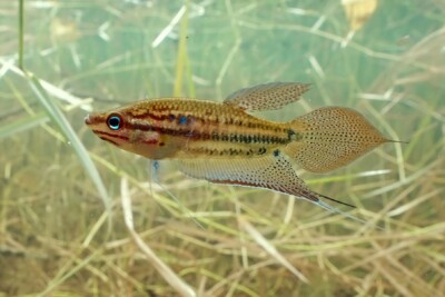 Trichopsis vittata Osphronemidae