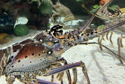 Panulirus argus Palinuridae
