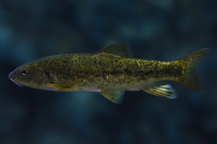 Barbus meridionalis