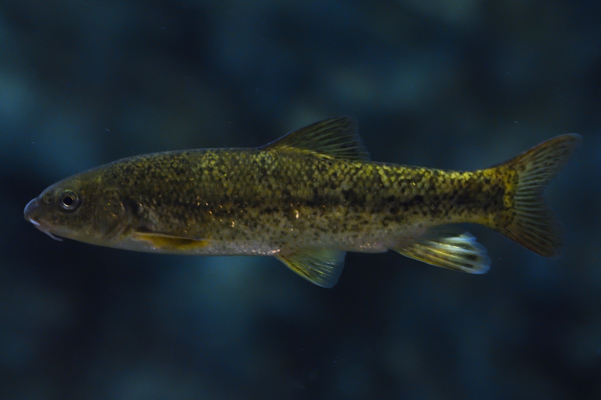 Barbus meridionalis