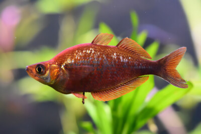 Poisson arc-en-ciel rouge Melanotaeniidae