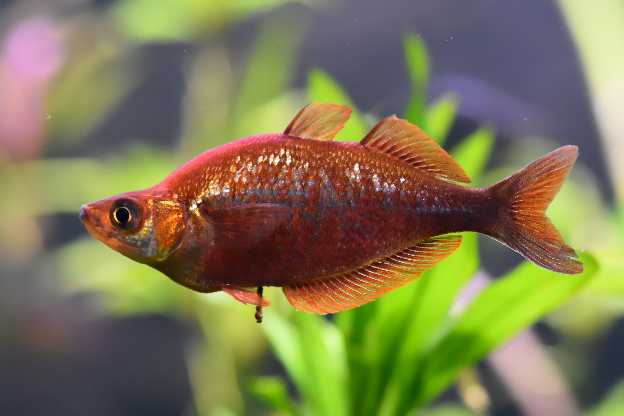 Glossolepis incisus