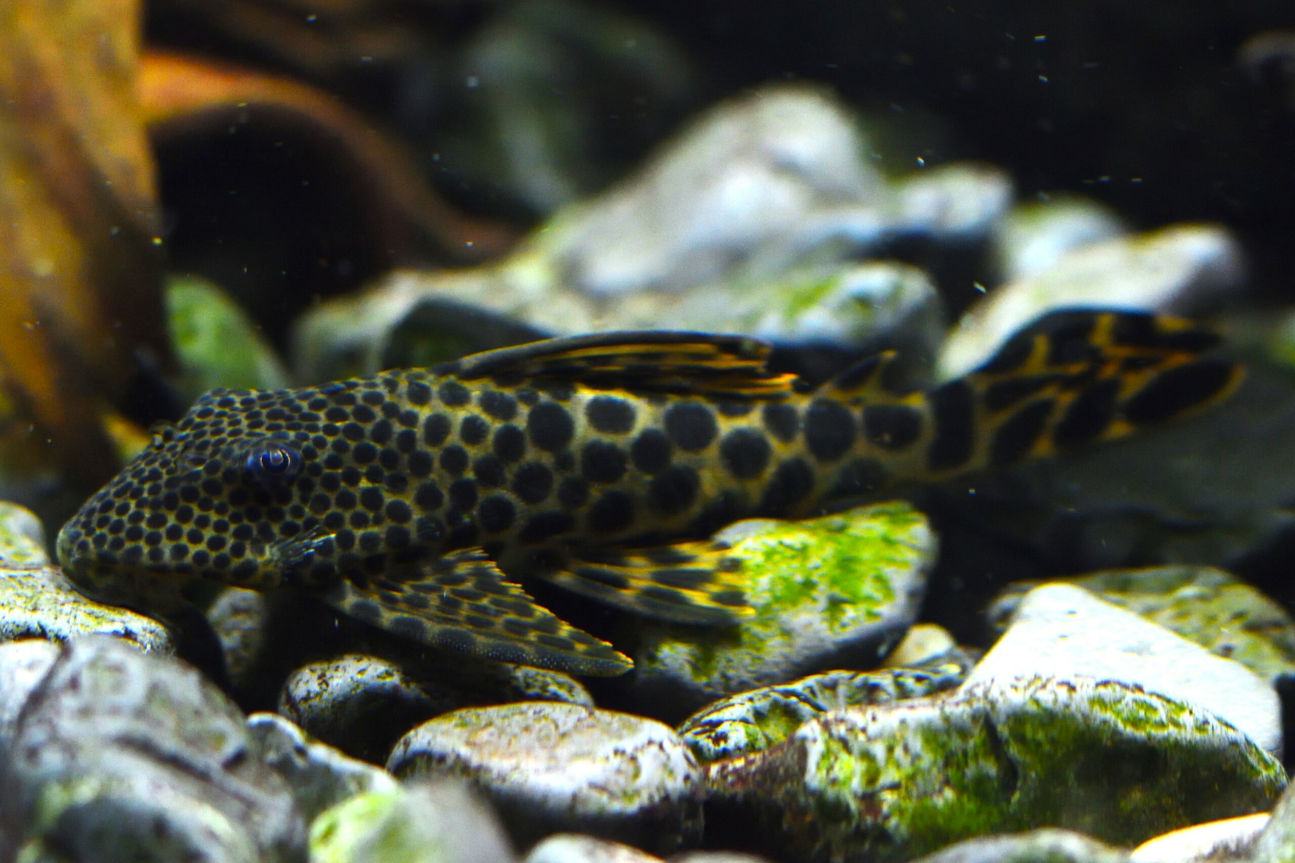 Peckoltia sabaji