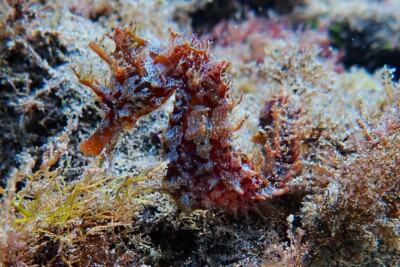 Hippocampus hippocampus Syngnathidae