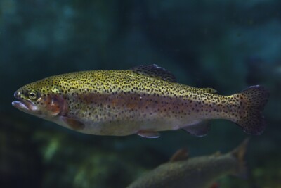 trota iridea Salmonidae