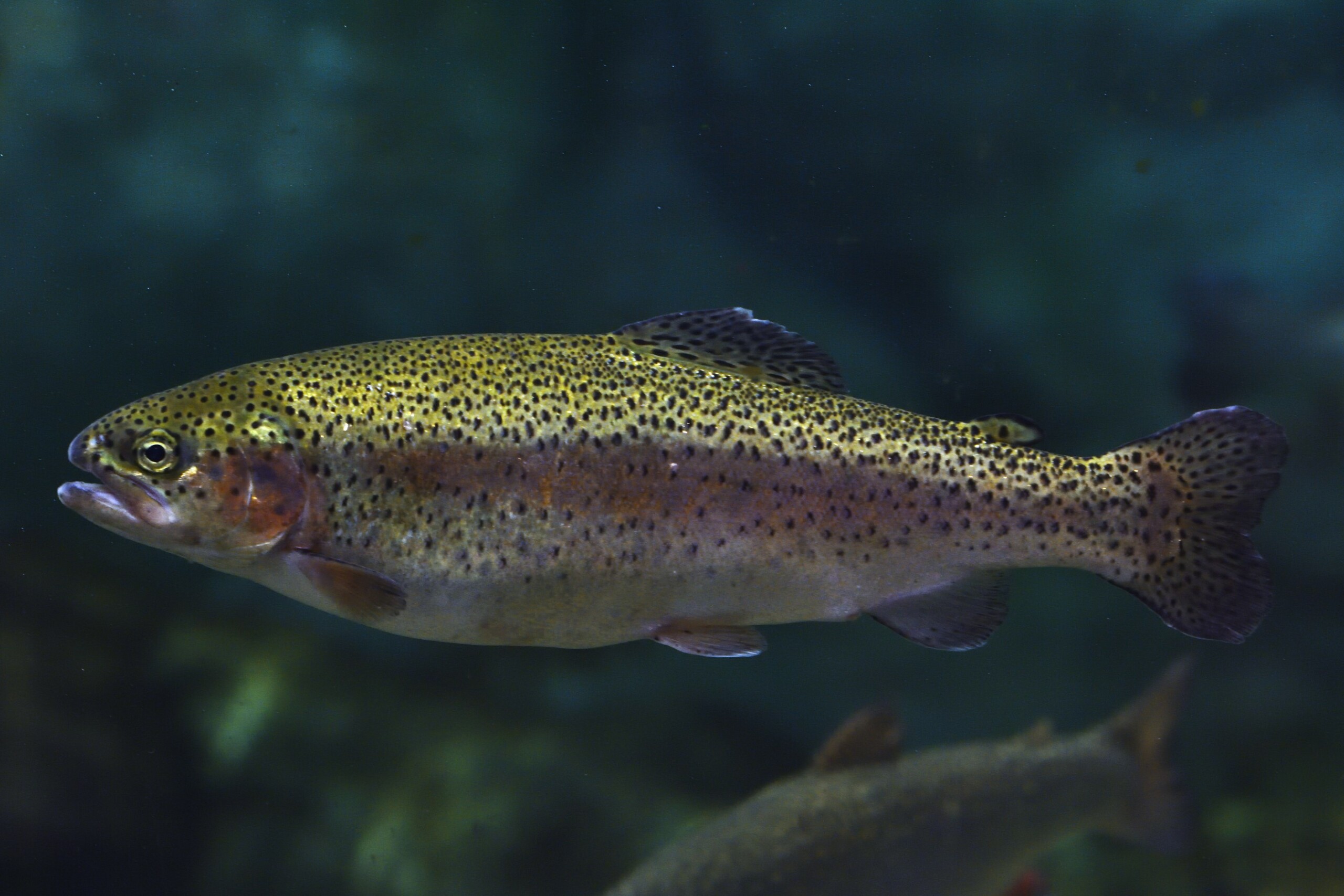 Oncorhynchus mykiss