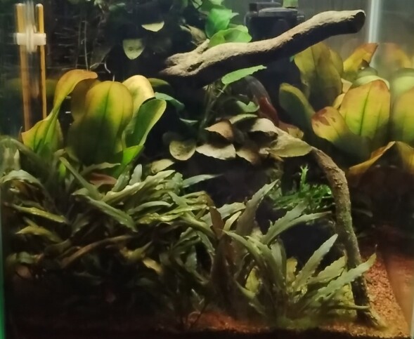 Nano guppy