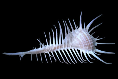 Murex pecten Muricidae