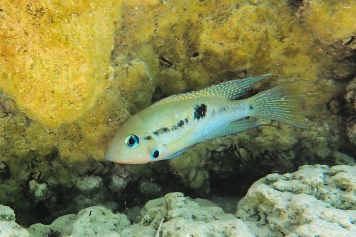 Thorichthys meeki - Meeki