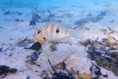 ciclide bocca di fuoco Cichlidae