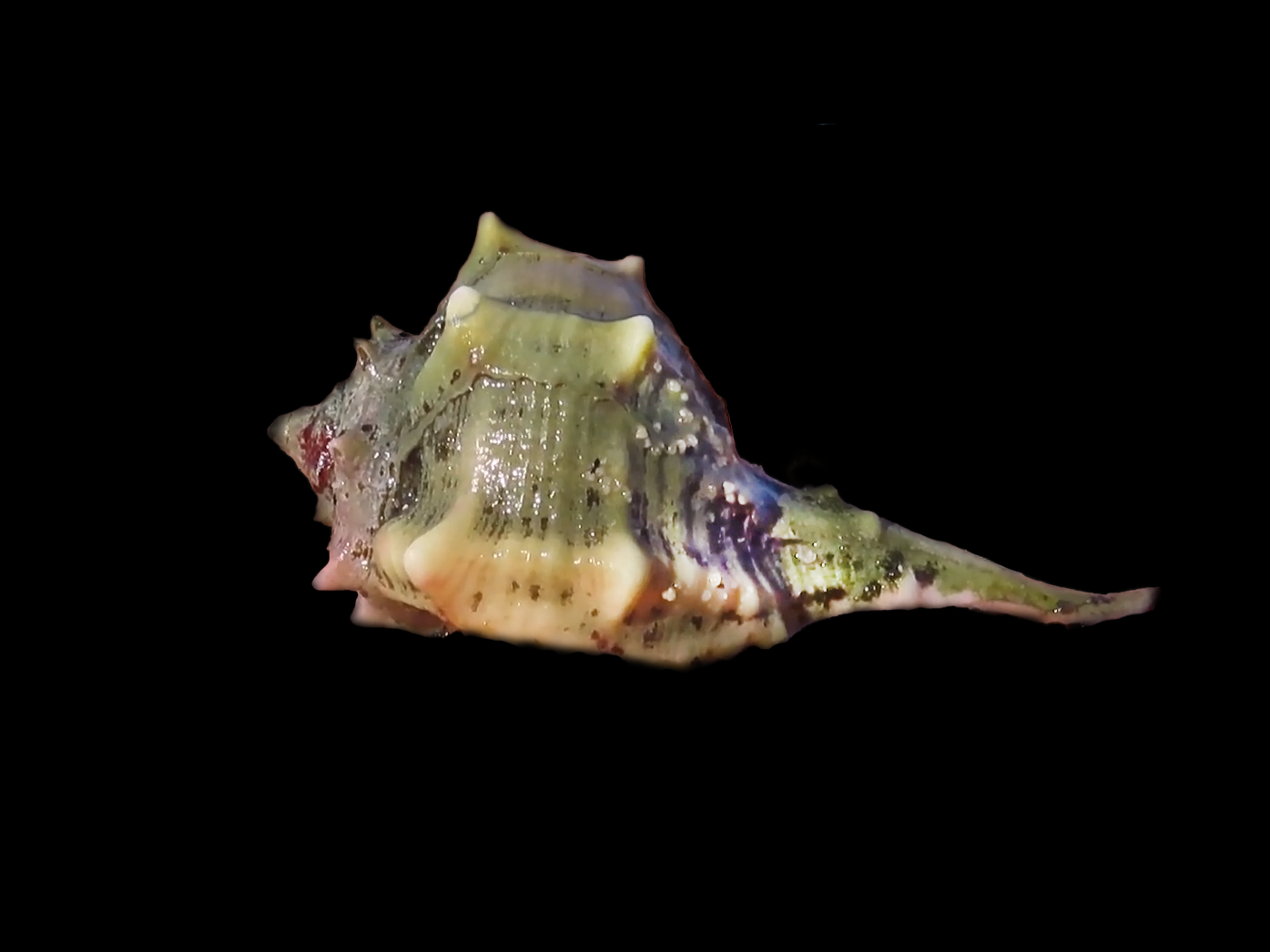 Bolinus brandaris