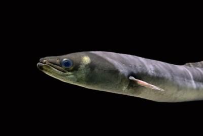 anguilla Anguillidae