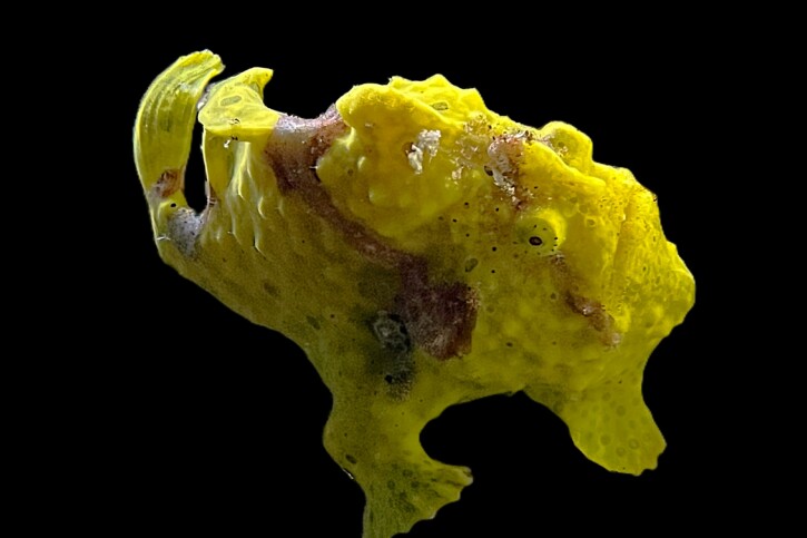 Antennarius pictus