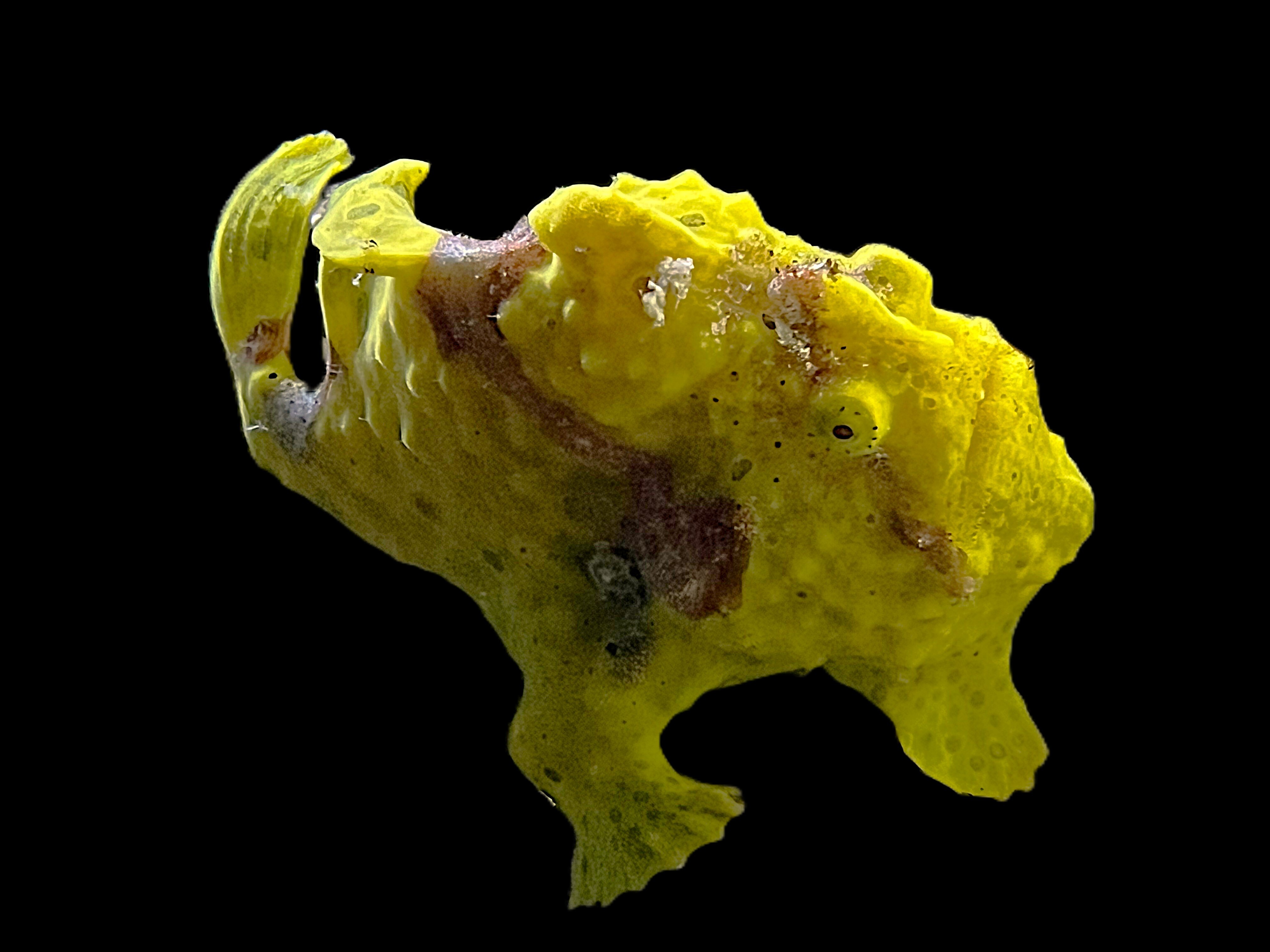 Antennarius pictus